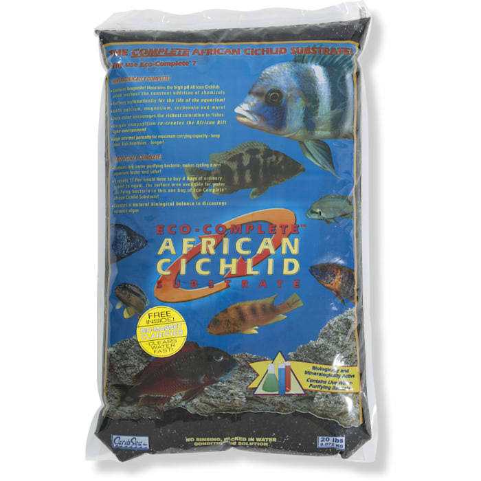 African Cichlid L851062